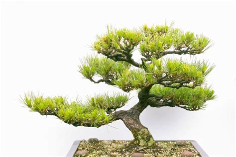 盆栽|Bonsai